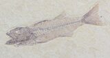 Mioplosus & Knighta Fossil Fish Association - Wyoming #36942-2